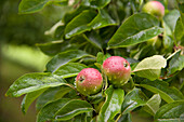 Apples on Tree, Freiburg, Baden-Wurttemberg, Germany