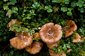 Mushrooms, Altenmarkt-Zauchensee, Salzburger Land, Austria