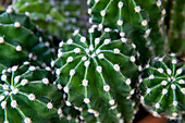 Close-up of Cactus