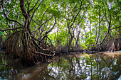 Mangrove Forest and River on Boat Trip, Ahungalla, Galle District, Southern Province, Sri Lanka
