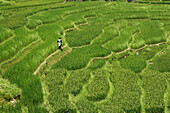Paddy Field, Sapa, Lao Cai Province, Vietnam