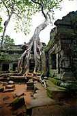 Ta Prom-Tempel, Angkor, Kambodscha