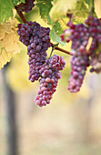 Purple Grapes, Austria