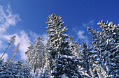 Schneebedeckte Bäume, Österreich