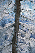 Frostbedeckter Baum Schweiz