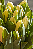 Yellow Tulips