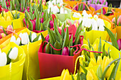 Tulips at Flower Market, Salzburger Land, Austria