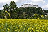 Burg Hohensalzburg und Rapsfeld, Salzburg, Österreich