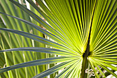 Tropische Pflanze, Florida, USA
