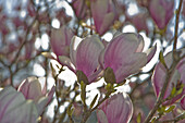 Magnolienblüten, Salzburg, Österreich