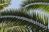 Close-up of palm fronds, Majorelle Gardens, Marrakesh, Morocco, North Africa, Africa