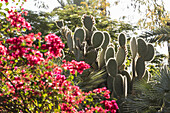 Nahaufnahme eines blühenden Strauchs und eines Feigenkaktus, Majorelle-Gärten, Marrakesch, Marokko, Nordafrika, Afrika