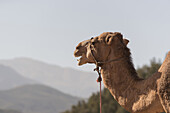 Porträt eines Kamels, Marrakesch, Marokko