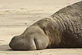 Seeelefant, Half Moon Bay, Kalifornien, USA