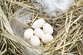 Tree Swallow Eggs in Nest