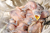 Baby-Baumschwalben im Nest, auf Nahrung wartend