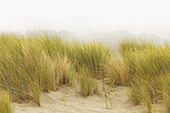Strandgras, Sonoma-Küste, Kalifornien, USA