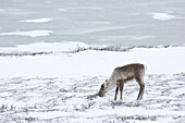 Caribou Eating Grass, Churchill, Manitoba, Canada