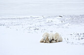 Polar Bears Huddling in Snow