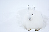 Polarhase im Schnee