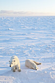 Polar Bears Huddled in Snow