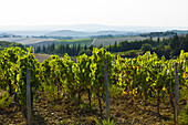Vineyard, Tuscany, Italy