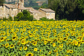 Sunflowers, Cortona, Province of Arezzo, Tuscany, Italy