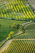 Vineyard, Crete Senesi, Tuscany, Italy