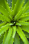 Nahaufnahme einer Aloe-Pflanze, Atlantischer Wald, Ilha do Mel, Parana, Brasilien