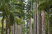 Palmen, Botanischer Garten, Rio de Janeiro, Brasilien