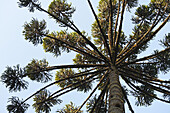 Brazilian Pine Tree, Atlantic Forest, Brazil
