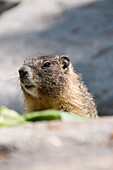 Close-Up of Wooly Marmot