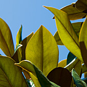Magnolien-Blätter