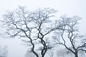 Bäume im Winter, Vancouver, Britisch-Kolumbien, Kanada