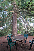 Stühle und Tisch unter großem Tannenbaum, White Rock, British Columbia, Kanada