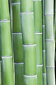 Bambushalme