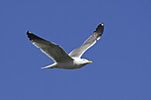 Möwe im Flug