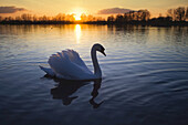 Portrait of Mute Swan at Sunset