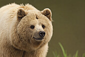 Brown Bear