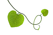 Leaves on Vine