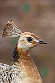 Weiblicher Pfau