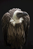 Nahaufnahme von Weißrückengeier (African White-Backed Vulture)