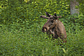 European Elk in the Wild