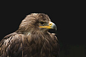 Steppe Eagle