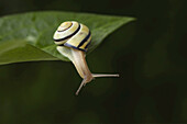 Brown-lipped Snail