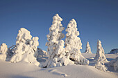 Schneebedeckte Fichten, Großer Arber, Böhmerwald, Bayern, Deutschland