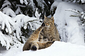 Portrait of European Wildcats