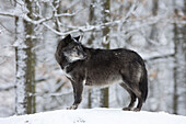 Portrait of Timber Wolf