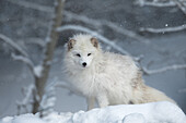 Arctic Fox