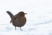 Female Common Blackbird in Snow